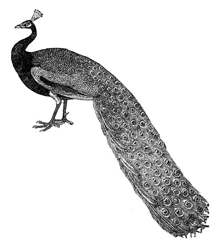 Illustration of a peacock from The Book of Beasties