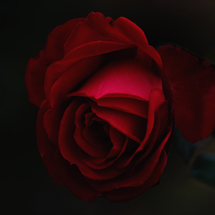 Love. Photograph of rose by Roksolana Zasiadko