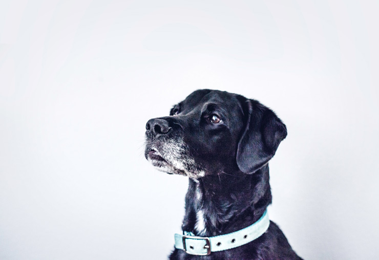 How an Emotional Support Animal Changed My Life, by Emily Cline. Photograph of Labrador retriever by Ken Reid