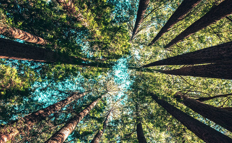 Forest Bathing: How Immersing in Nature Can Help You Reconnect by Tess DiNapoli. Upward photograph of trees in a forest by Casey Horner.