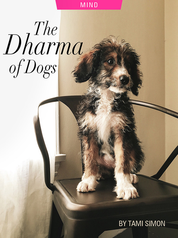 The Dharma of Dogs by Tami Simon, photograph by Victoria Wright