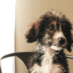 The Dharma of Dogs | Learning to Love, Lose and Love Again