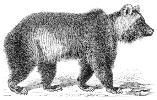Illustration of a bear from The Book of Beasties