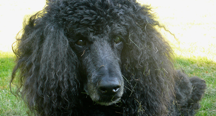 Photograph of dog Brio c/o Elena Mannes