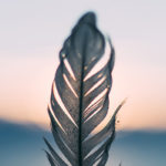 Photograph of bird feather by Daiga Ellaby