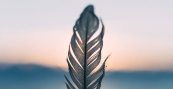 Photograph of bird feather by Daiga Ellaby