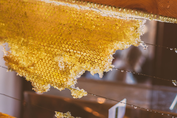 Bee products to cure cold sores. Photograph of honeycomb by Jez Timms