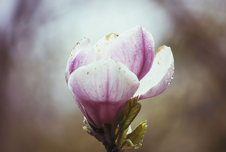Rebounding From The Bottom: Recovering from Addiction By Learning To Listen by Daniel Wittler. Photograph of a blooming flower by Perminder Klair