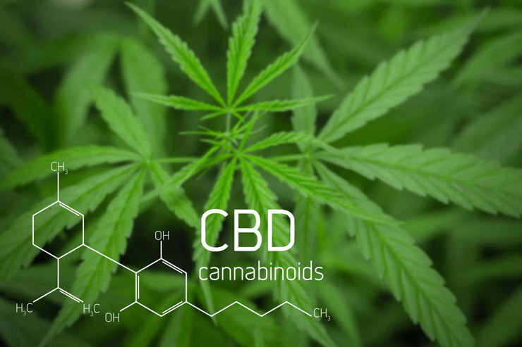 Photograph of cannibas plant with CBD graphic overlay