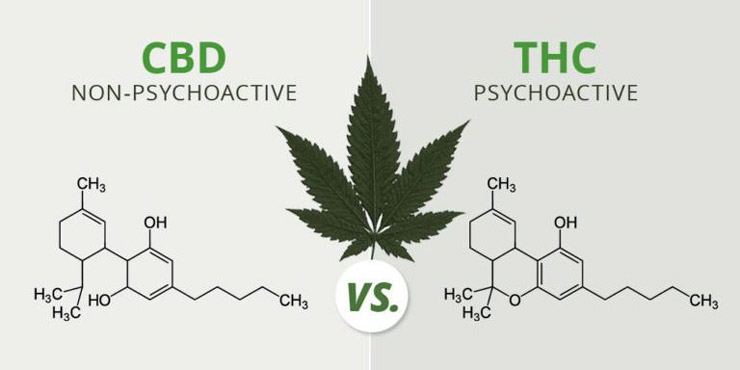 Illustration of CBD vs THC