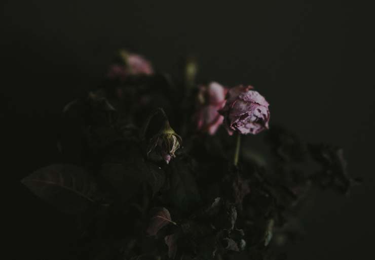 Healing from Heartbreak: Finding Your Inner Superhero of Love, by Bridget Fonger. Photograph of dying flower by Annie Spratt