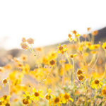 Holistic Alternatives for Allergy Relief by Jane Sandwood. Photograph of flowers blooming in a meadow by Alysa Bajenaru