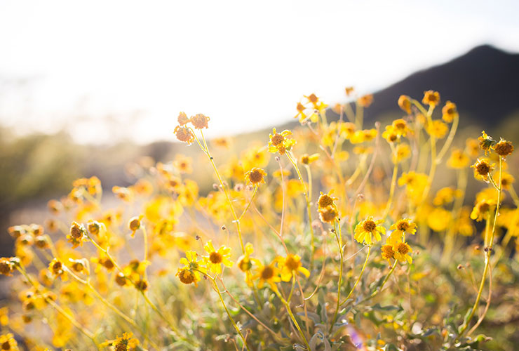 Holistic Alternatives for Allergy Relief by Jane Sandwood. Photograph of flowers blooming in a meadow by Alysa Bajenaru