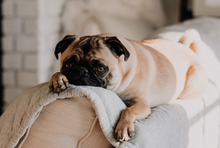 Do Pets Really Make Us Healthier? 10 Health Benefits of Having Pets by Stella Robinson. Photograph of a pug on top of a couch back rest by Sarandy Westfall
