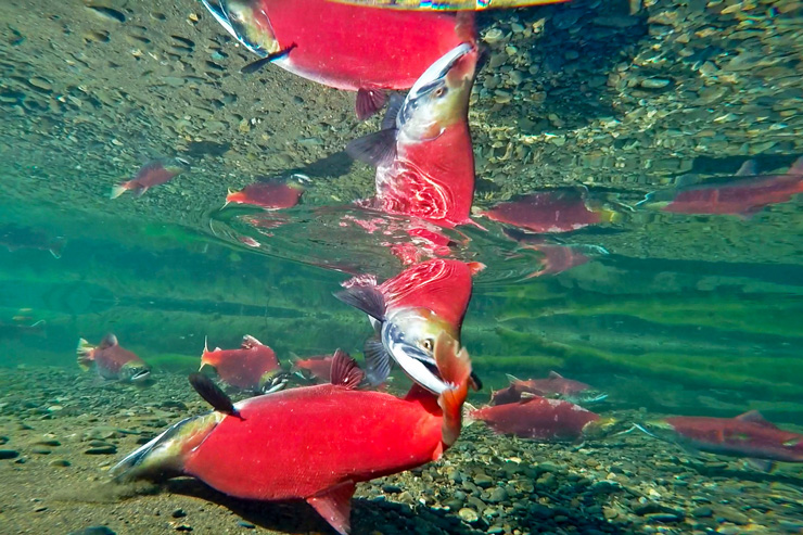 Underwater photograph of the crimson red sockeye salmon