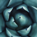 To Be Here Now Is To Feel Here Now: The Vulnerability of Being Present by Sheryl Paul. Photograph of a succulent