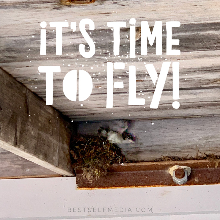 It's Time to Fly: Facing our Fears and Letting Go, by Kristen Noel. Photograph of baby bird leaving nest by Kristen Noel.