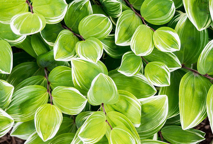 Going Green: It’s Not Just About the Environment, it Can Increase Your Happiness, Too by Lori C. Photograph of bright green plants by Jeffrey Betts