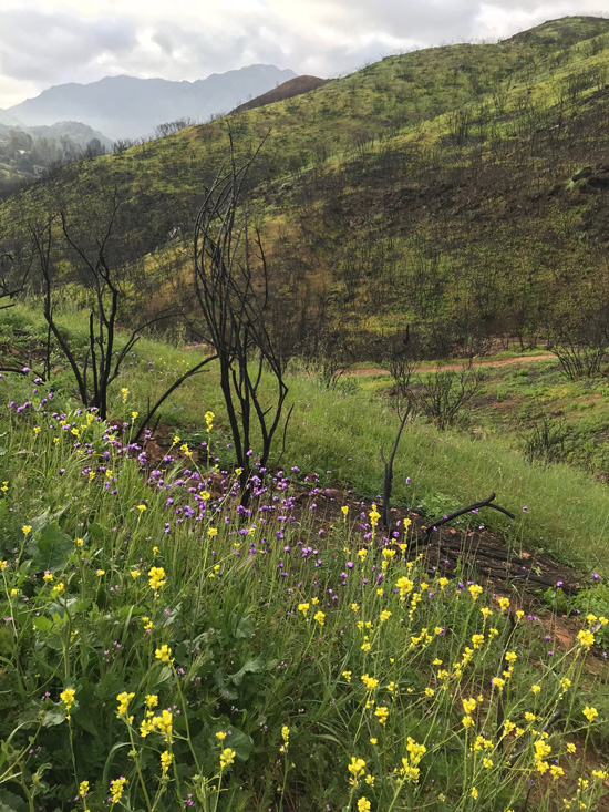 Photograph of scorched tree trunks in Malibu surrounded by new flower growth. Photograph courtesy of Andrea Yang