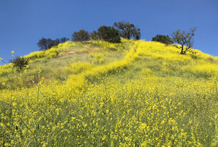 Photograph of the Malibu Mountains after fire / new flower growth. Photograph courtesy of Andrea Yang