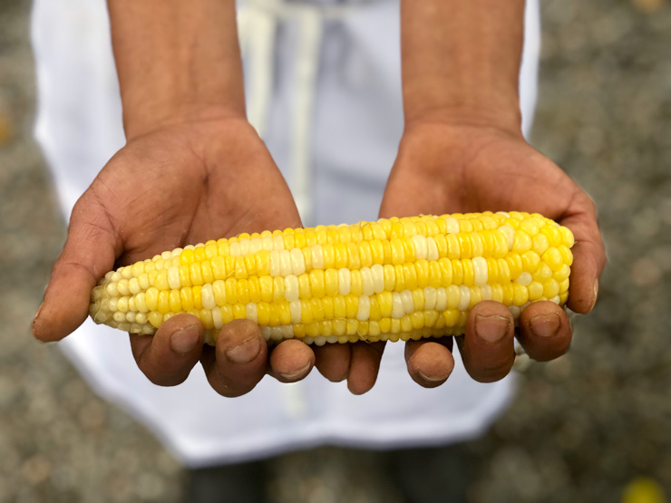 Photograph of hands holding ear of corn by Christine Moss