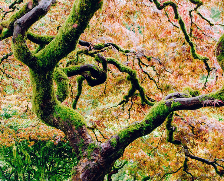 Twisted: Bending or Breaking To Life’s Challenges by Bonnie Hirst. Photograph of a moss covered tree twisting through the air by Eric Muhr