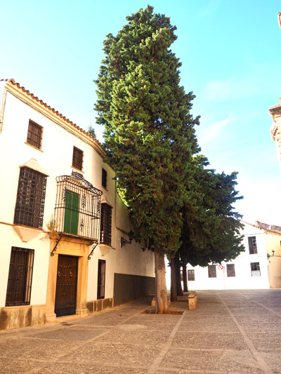 Photograph of tree in urban square in Ronda, Spain; photograph by Christine Moss