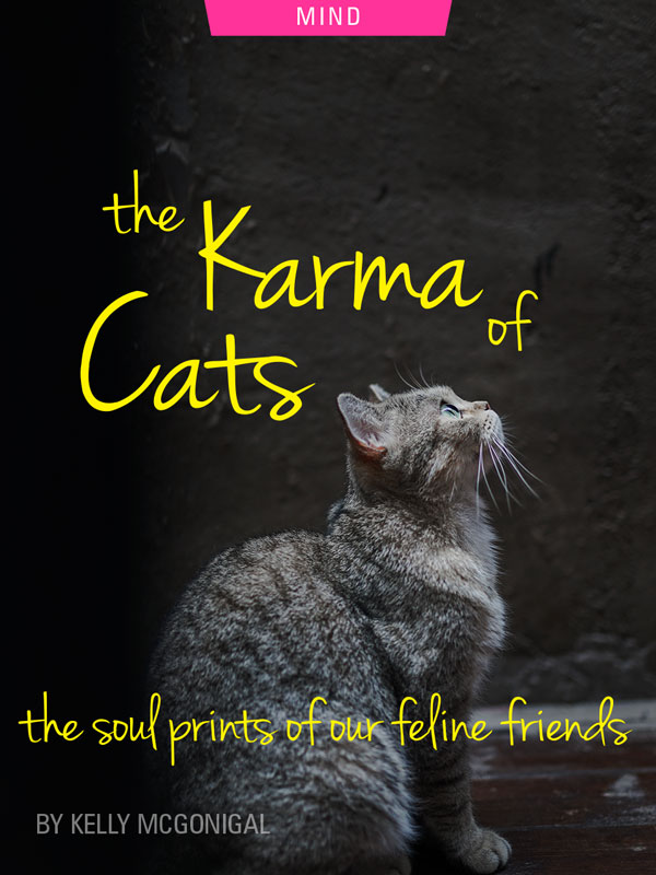 The Karma of Cats: The Soul Prints of Our Feline Friends by Kelly McGonigal. Photograph o a small grey cat with blue eyes by Myles Yu