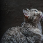 The Karma of Cats: The Soul Prints of Our Feline Friends by Kelly McGonigal. Photograph o a small grey cat with blue eyes by Myles Yu