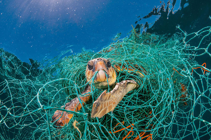 Reducing Plastic Consumption: 5 Ways to Make Your Workplace Plastic-free by Michael Gorman. Photograph of a sea turtle stuck in a fishing next by National Geographic