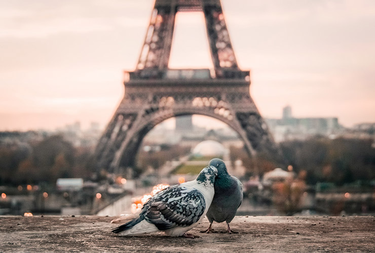 Feelings and Emotions: How To Connect To People You Love by Tobias Foster. Photograph of two pigeons cuddling next to the Eiffel Tower by Fabrizio Verrecchi