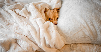 Does Sleeping With Your Pets Take A Toll On Your Health?