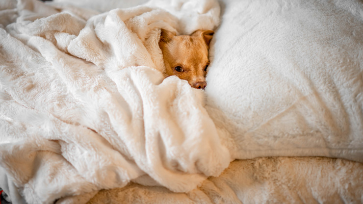 Does Sleeping With Your Pets Take A Toll On Your Health? By Emma Williams. Photograph of dog under bed covers by Vlad Tchompalov