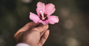 Path to Prosperity: A Refugee Shares her Journey of Resilience and 5 Principles to Live By by Laleh Hancock. Photograph of a woman holding a pink flower by Matthias Cooper
