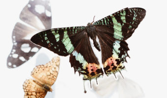 Transformation & Collaboration: Redefining The Law of Attraction by Matt Kahn. Photograph of butterflies by Evie S.