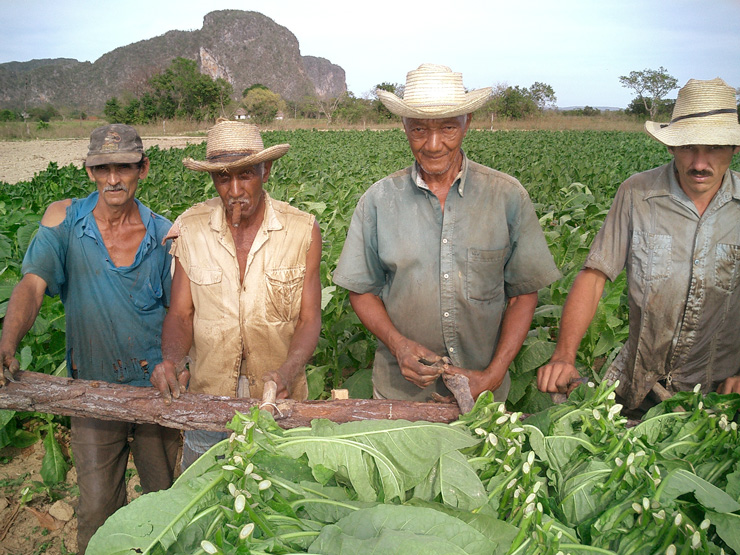 Photograph of Cuban Tobacco Farmers by Tom Mattson