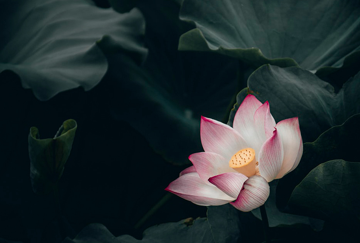 From Mid-Life Divorce to Empowered Self: A Woman’s Journey to Living Again, by Fiona Eckersly. Photograph of a lotus flowing blooming by Clarence E Hsu.
