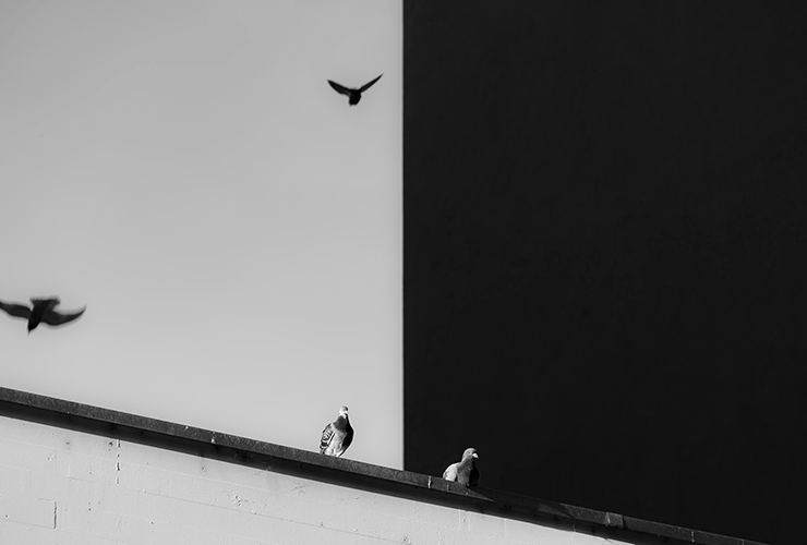 The Rights and Responsibilities of White Privilege in a Time of Racism by Kristen Heimerl. Photograph of pigeons against a white / black contrast wall by Philippe Leone.