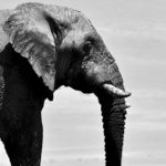 How Good Are You Willing To Let Life Get? Daily Messages From A Spirit Animal by Sarah Bamford Seidelman. Photograph of an elephant walking by Parsing Eye.