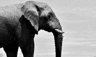 How Good Are You Willing To Let Life Get? Daily Messages From A Spirit Animal by Sarah Bamford Seidelman. Photograph of an elephant walking by Parsing Eye.