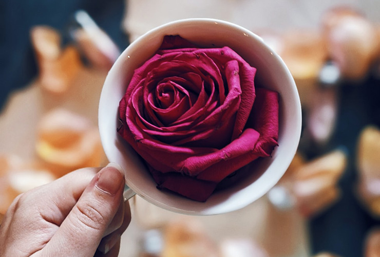 Rebellious Self-Care: Finding Your Path to Wellbeing in a World Full of Shoulds by Rebecca Hulse. Photograph of a rose in a coffee mug by Joyce McCown
