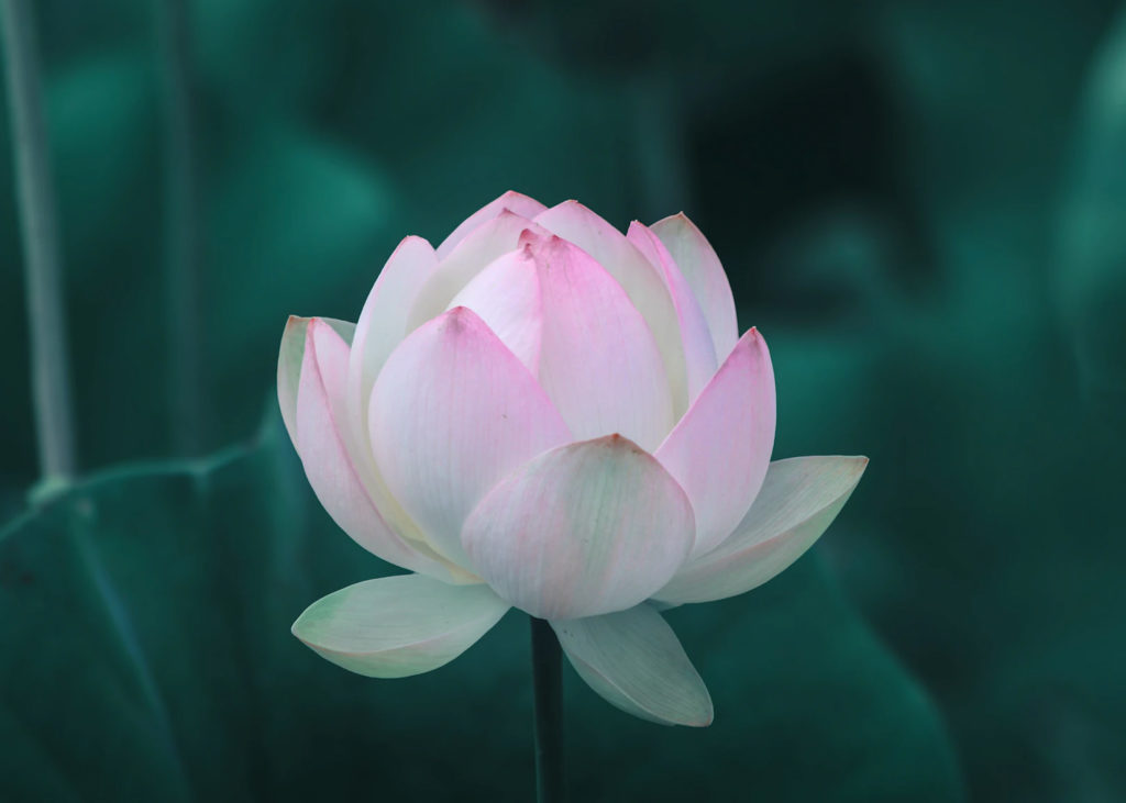 Following My Heart: A Journey of Transformation & Evolution of Purpose by Anne Von Rohr. Photograph of a budding lotus flower by Aaron Giri