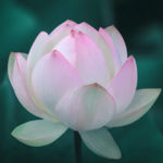 Following My Heart: A Journey of Transformation & Evolution of Purpose by Anne Von Rohr. Photograph of a budding lotus flower by Aaron Giri