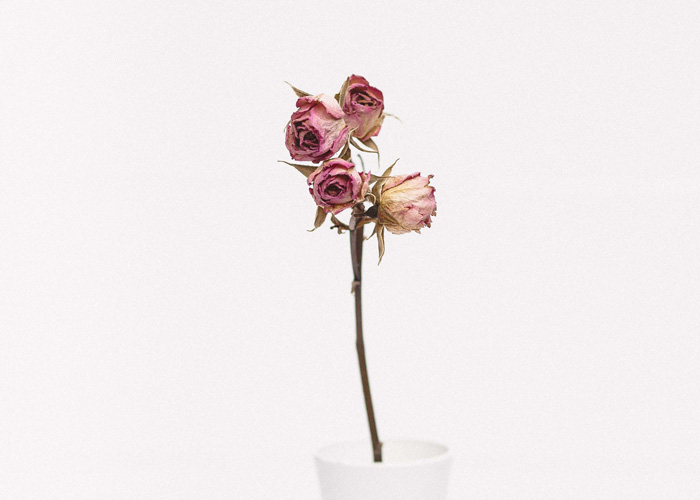 Making Sense and Finding Meaning in Broken Relationships, by Venus Castleberg. Photograph of roses in a cup by Tanalee Youngblood