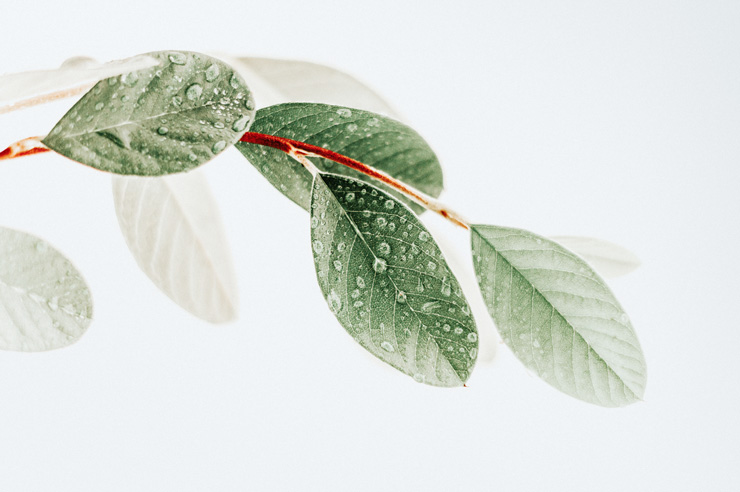 Heal Your Living: A Q&A with Youheum Son. Photograph of plant leaves by Okeykat.