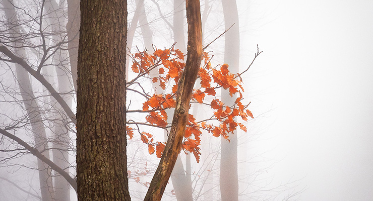 The Season of Gratitude, by Judy Marano. Photograph of dangling fall leaves by Simon Berger