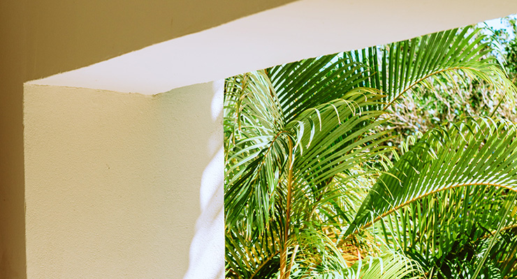 Borrowing from Commercial Architecture to Bring More Nature into Your Home Design, by Jennifer Dawson. Photograph of palm fronds outside window by Meritt Thomas