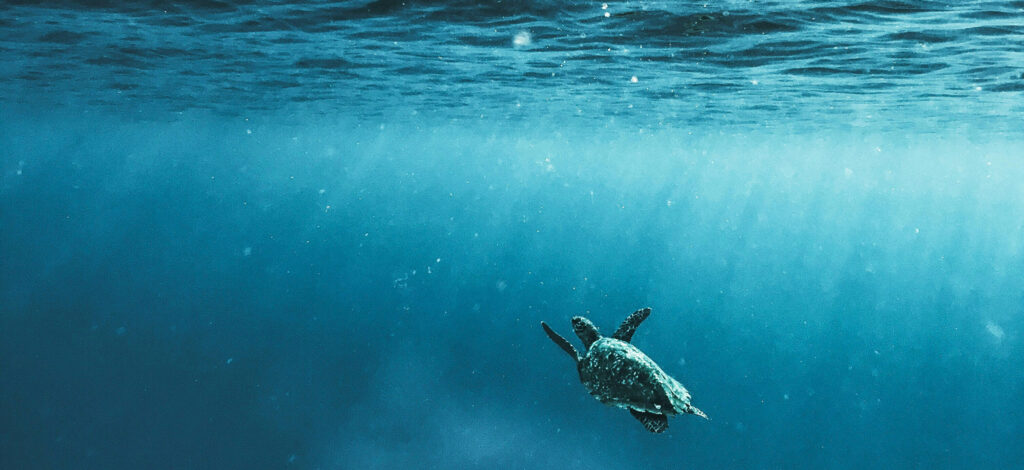 The Fahlo Effect: Combining Fashion, Technology, and Conservation to Protect Endangered Species, by Carter Forbes & DJ Gunter. Photograph of sea turtle by Naja Bertolt Jensen.