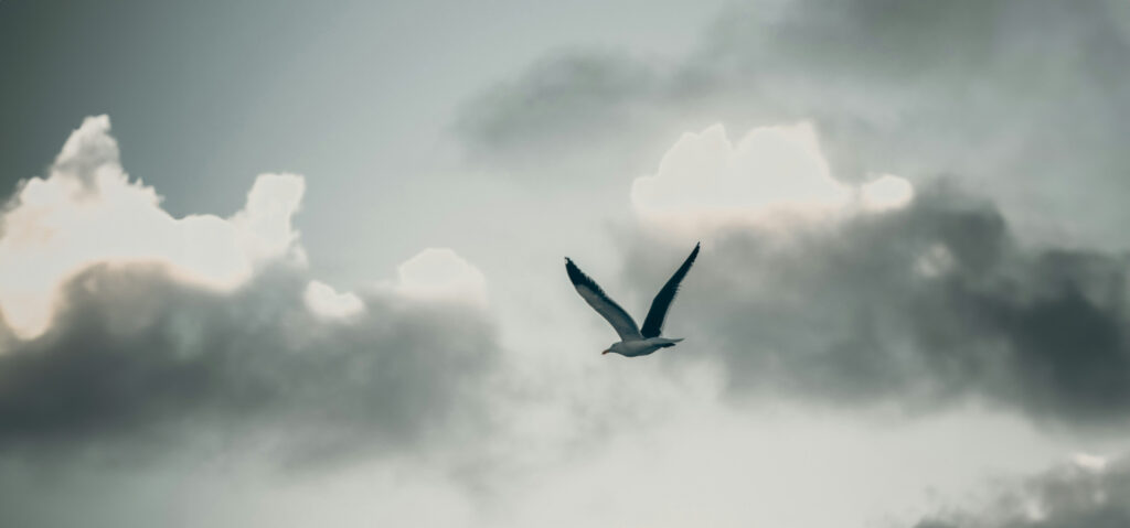 Reclaiming Freedom: Rising from the Ashes of Trauma, Neglect and Abuse, by Penny Lane. Photograph of a bird in flight by Bradley Dunn.
