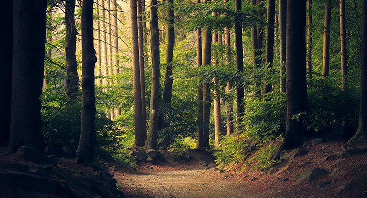 Ecotherapy: Reconnecting with the Earth…and Ourselves